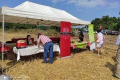 Novenytermesztes_szakmai_nap_Mezokovesd_20210723_04-