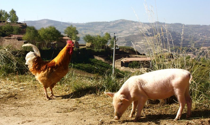 Módosul a támogatás: magasabb összegre számíthatnak a sertés- és baromfi ágazat szereplői