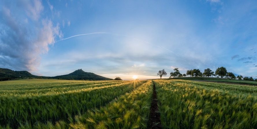Drasztikus változás: tilos 30 hektárnál nagyobb táblákban művelni a növényt