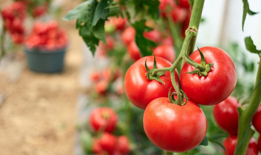 Amerikai kutatók szerint újragondolhatjuk a vetésforgó jelentőségét