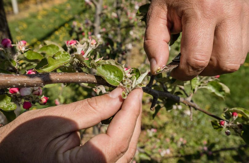 Egyre népszerűbb az állami támogatott agrárbiztosítás