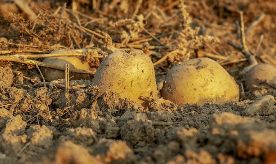 Befejeződött a SAPS és a zöldítési támogatás kifizetése