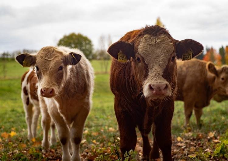 Szankcióval számolhatnak az állattartók, ha késnek a bejelentéssel