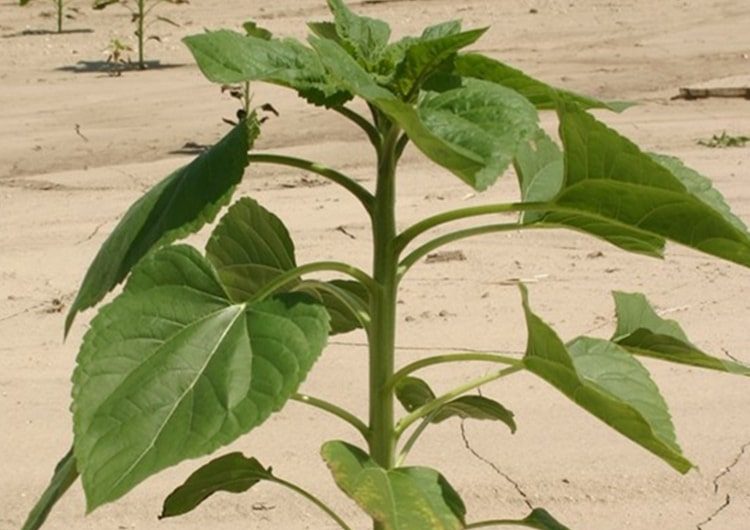 Ezért lesznek hasznosak a digitális talaj-vízgazdálkodási térképek