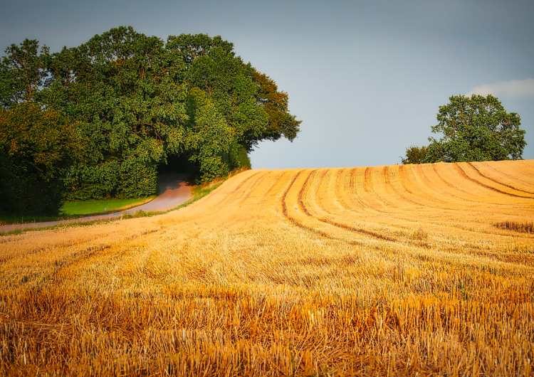 Extrém magas földbérleti díjak