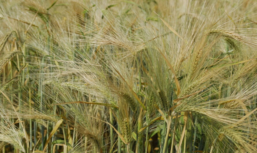 Tizenegy hónapja csökken az élelmiszerárindex