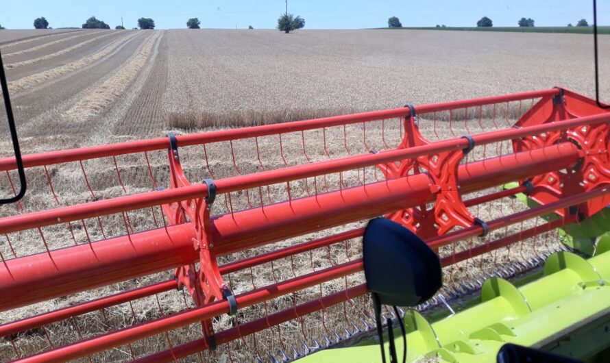 Agráradatok: mi termett meg tavaly a felperzselt földeken?