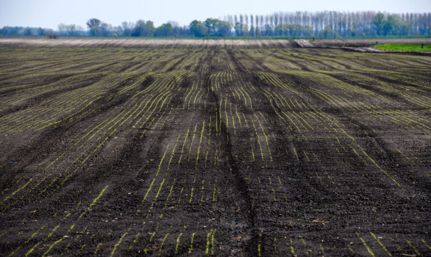 Június 9-ig szankciómentesen lehet feltölteni az egységes kérelmeket