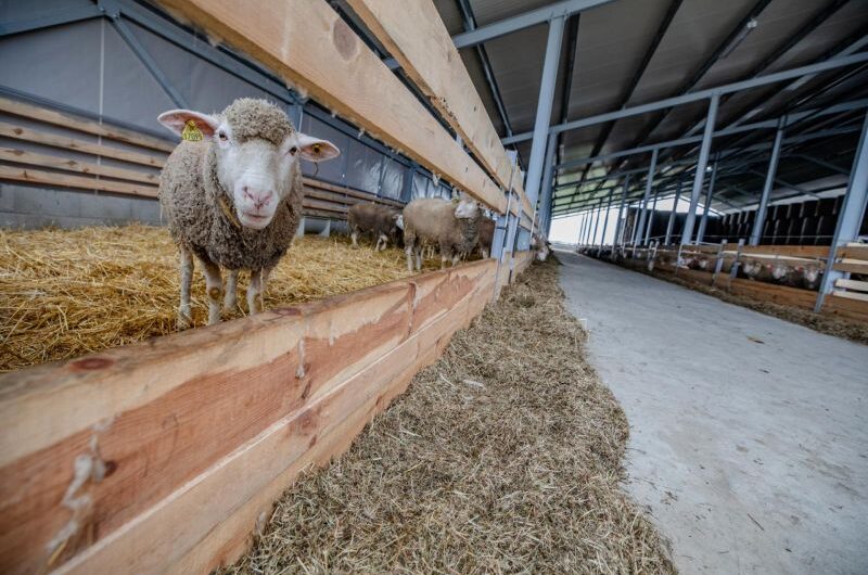 Rekordösszegű kifizetésre készül a kormány idén a mezőgazdaságban