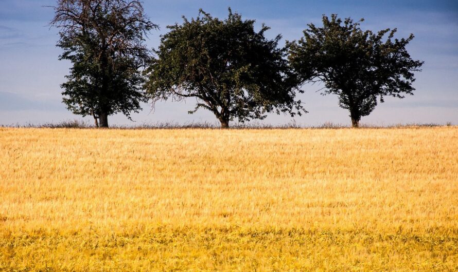 Az exportverseny és a terméskilátások miatt bukdácsolnak a terményárak