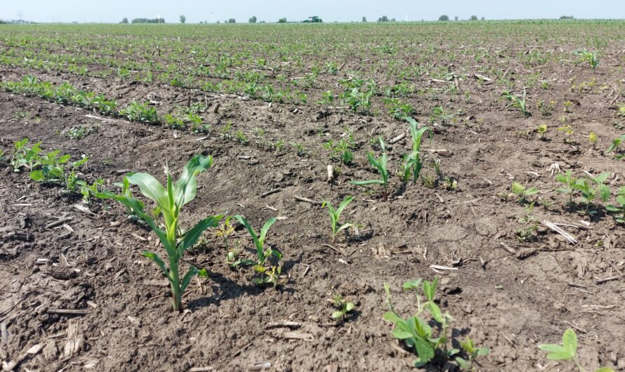 Mi és hogy történik az agrártámogatások helyszíni ellenőrzésénél?
