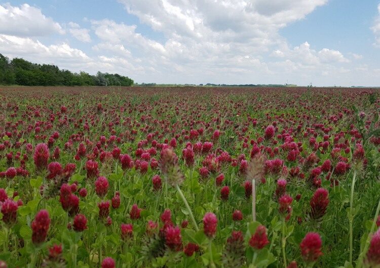 A takarmánynövények fontosabb rovarkártevői