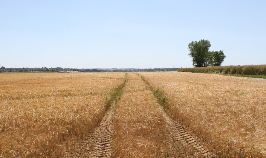 Nem hetvenkednek a hetvenezerrel: aggasztóan alacsony a búza és a kukorica ára