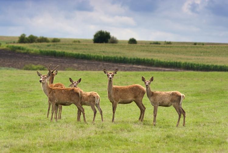 Vadkár a mezőgazdaságban: hogyan jelentsük be, hogy végül ne mi járjunk rosszul?