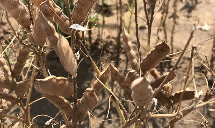 Különböző termesztési körzetekben előállított édes csillagfürt alternatív fehérjeforrásként történő vizsgálata és ökonómiája a sertéstenyésztésben