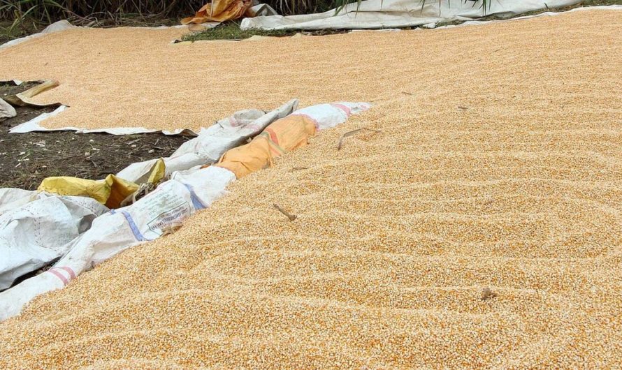 A kukorica és a szójabab ára is zuhan a készletadatok hatására