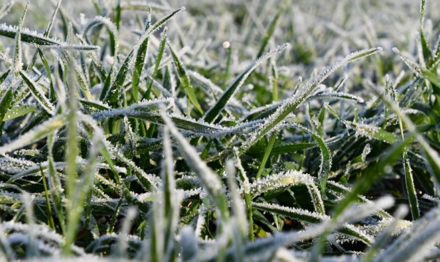 Világszerte kilőttek a terményárak az orosz fagyok miatt