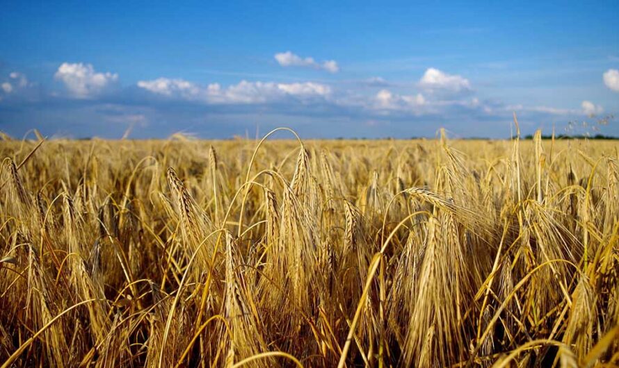 359 darab felhívásra lehet pályázni – íme a LEADER helyi felhívások menetrendje