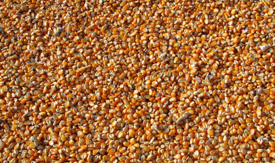 Már tényleg nehéz követni, ami a búza és a kukorica árával történik itthon