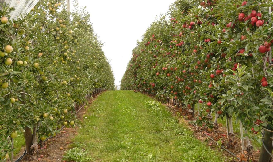 Sok ültetvény eltűnhet az országból: búcsúzhatunk több magyar gyümölcstől is?