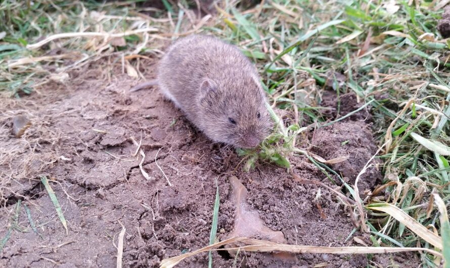 Pocokinvázió jöhet Magyarországon: itt a megoldás a rágcsáló ellen