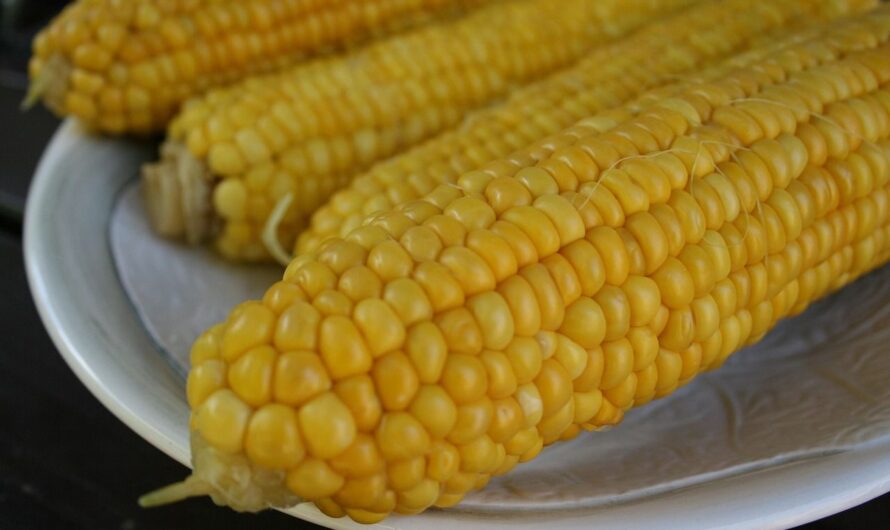 Megéri csemegekukoricát termeszteni? Kockázatok és nyereségek a magyar gazdák szemszögéből