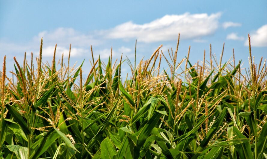 Itt az USDA előrejelzése: nagy változások jöhetnek a kukoricatermelésben