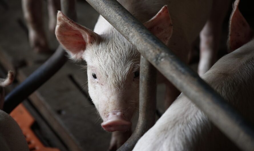 Meglepő számok láttak napvilágot a magyar tyúk- és sertésállományról