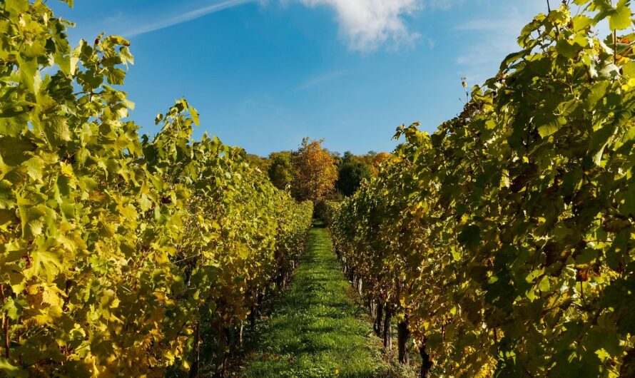 Hasznos információs füzetet adott ki az egyszerűsített foglalkoztatás szabályairól az adóhatóság