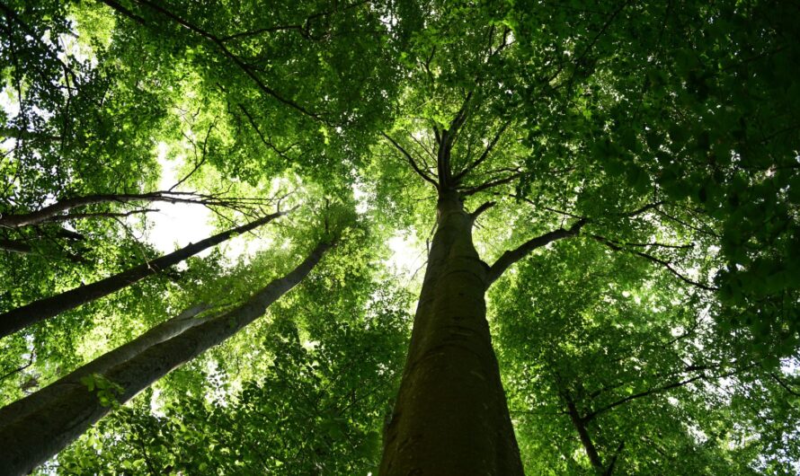 Módosul az Erdőtörvény