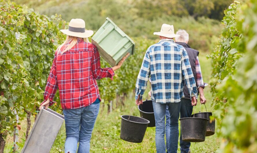 Csak így fogadhatnak most idénymunkást a gazdák: itt a tájékoztatás