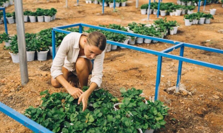 NAV: vége az örökös idénymunkának – jön a 120 napos plafon