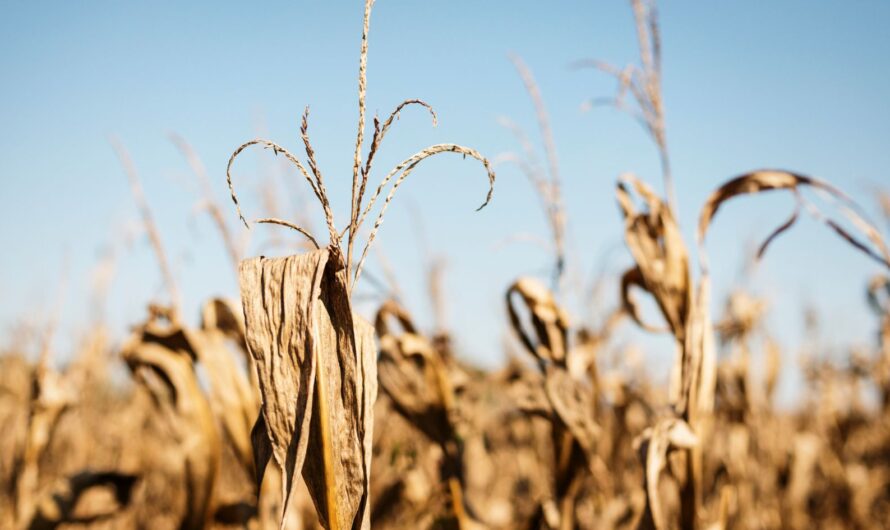 Kritikus a helyzet Magyarországon: a mezőgazdaság is veszélyben van