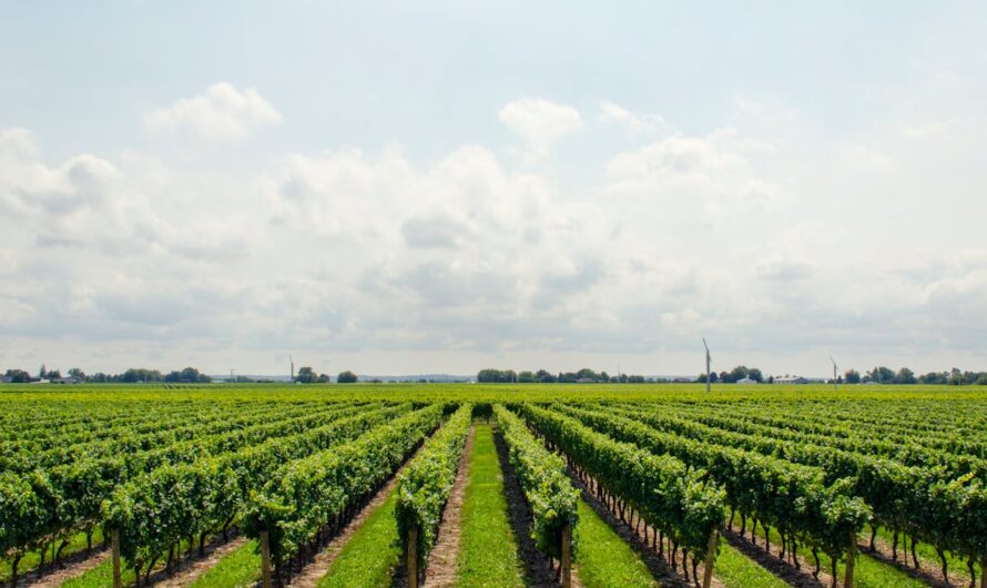 A kabócák által terjesztett aranyszínű sárgaság betegség ellen kell védeni a hazai szőlőültetvényeket