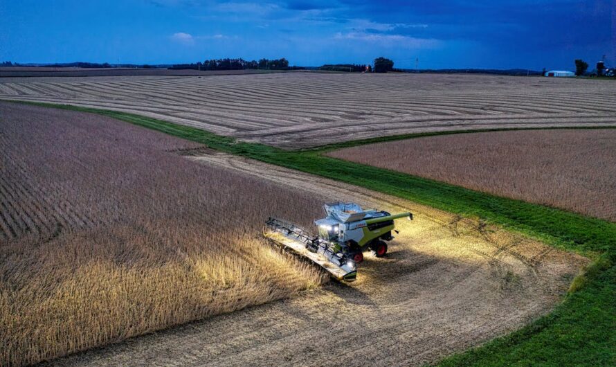 Veszélyben a mentes szója, mert engedélyezték a géntechnológiával módosított szójabab behozatalát az EU-ba
