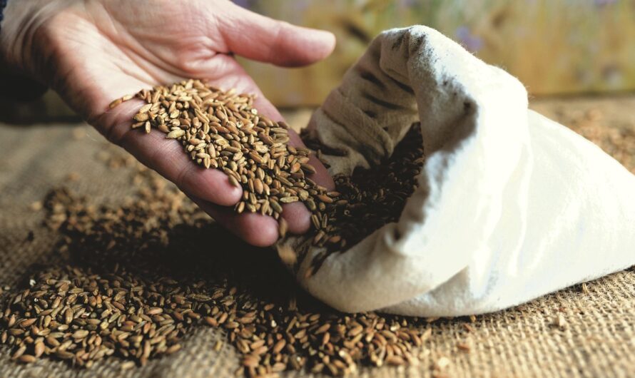 Bőség idején is érték a 13% feletti fehérjetartalom