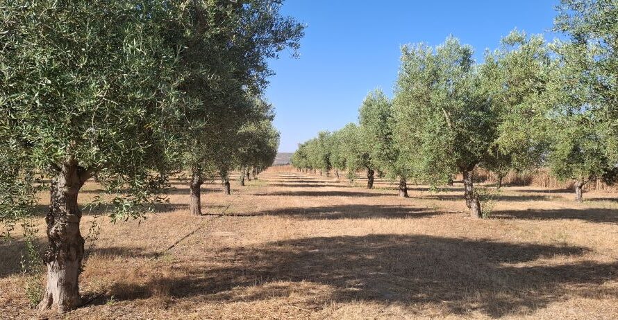 Mediterrán megoldások magyar kihívásokra: tanulságok az IMIDRA kutatóintézetből I.