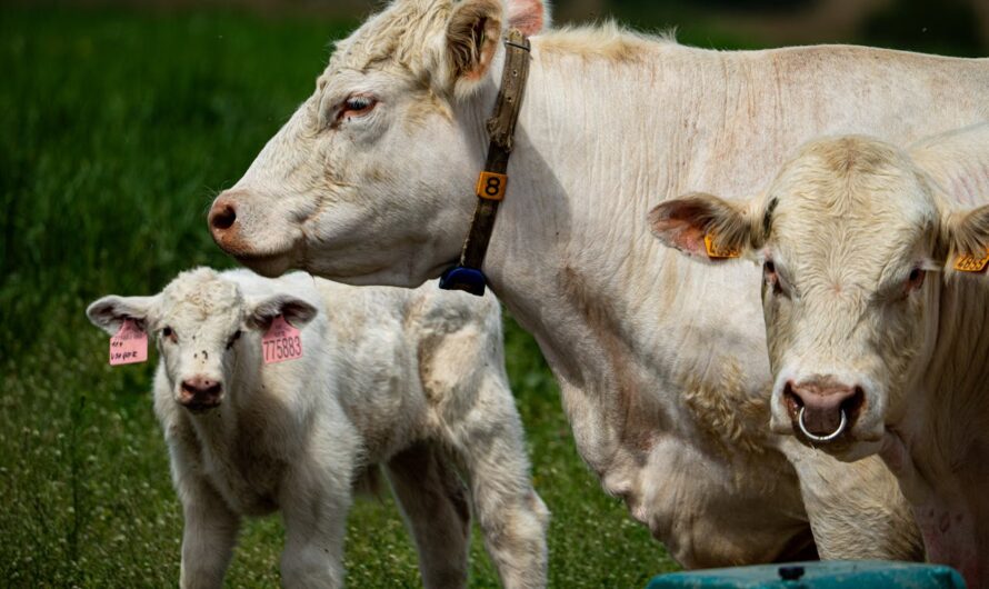 Csökkent Magyarország élőmarha-importja az egy évvel korábbihoz képest
