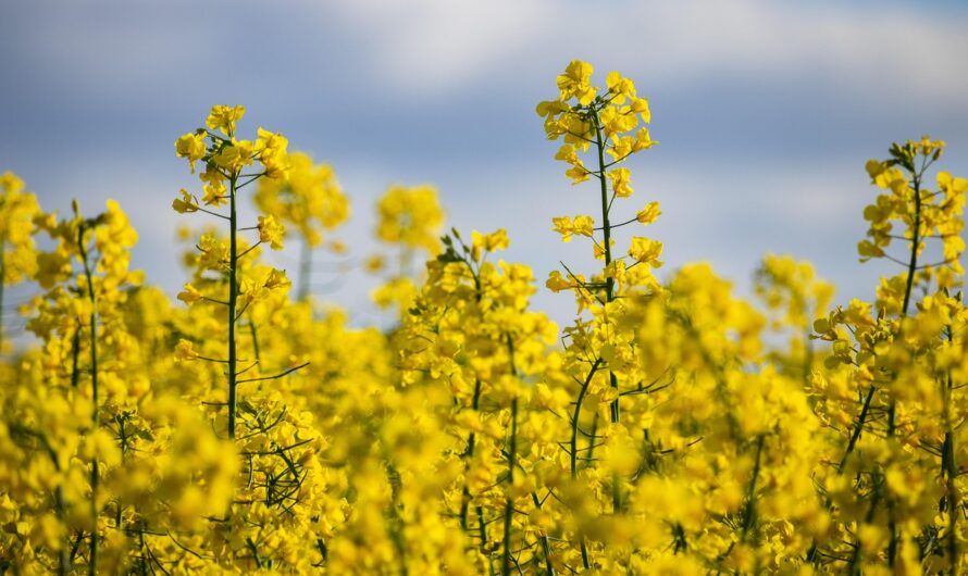 Ausztrália megy, Kanada jön: változik az európai repcepiac