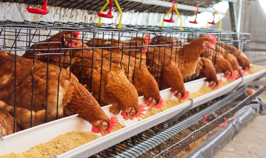 Uniós állatjóléti reform: most te is beleszólhatsz