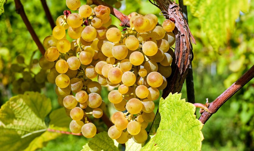 Fizet az állam a termelőknek, hogy kivágják ezeket az ültetvényeket