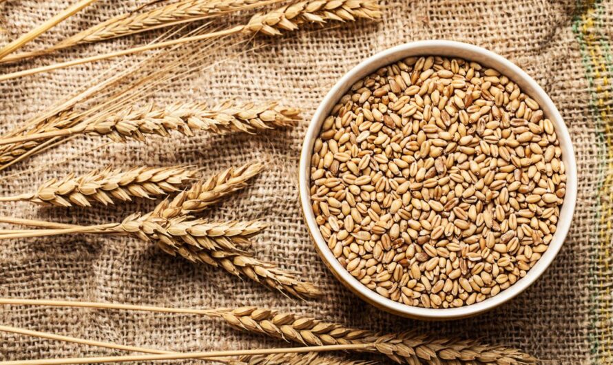 Meglepő előrejelzés érkezett: ennyi gabona teremhet idén, mutatjuk