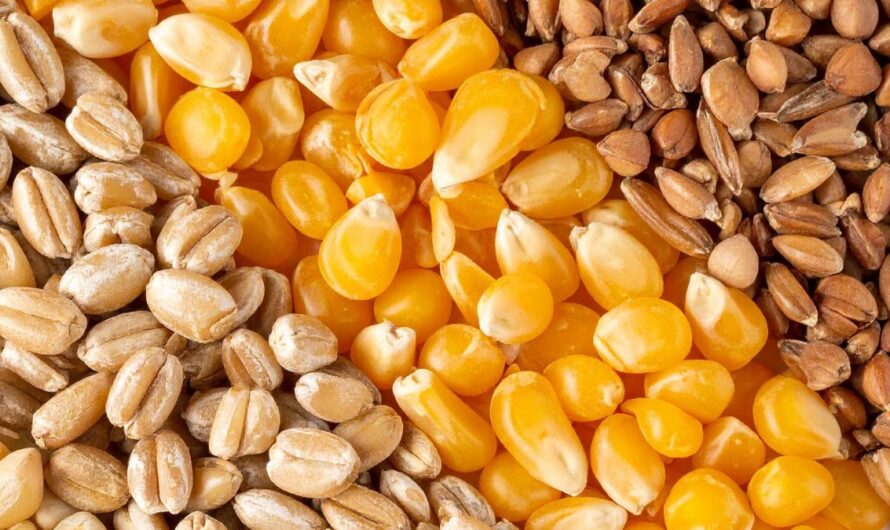 Figyelemre méltó árak érkeztek: ennyibe kerül most a búza, kukorica itthon