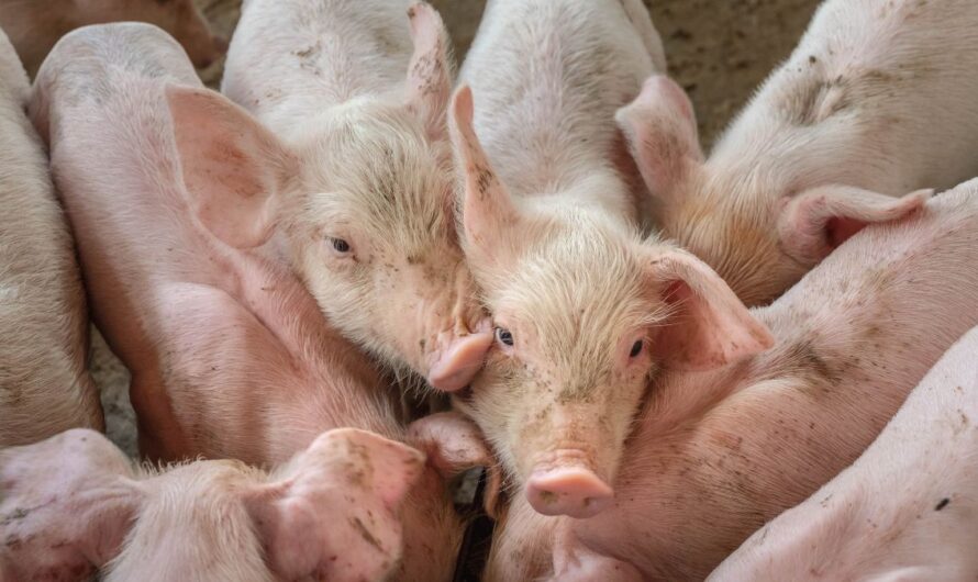 Súlyos csapás ért rengeteg termelőt: meddig lehet ezt bírni?