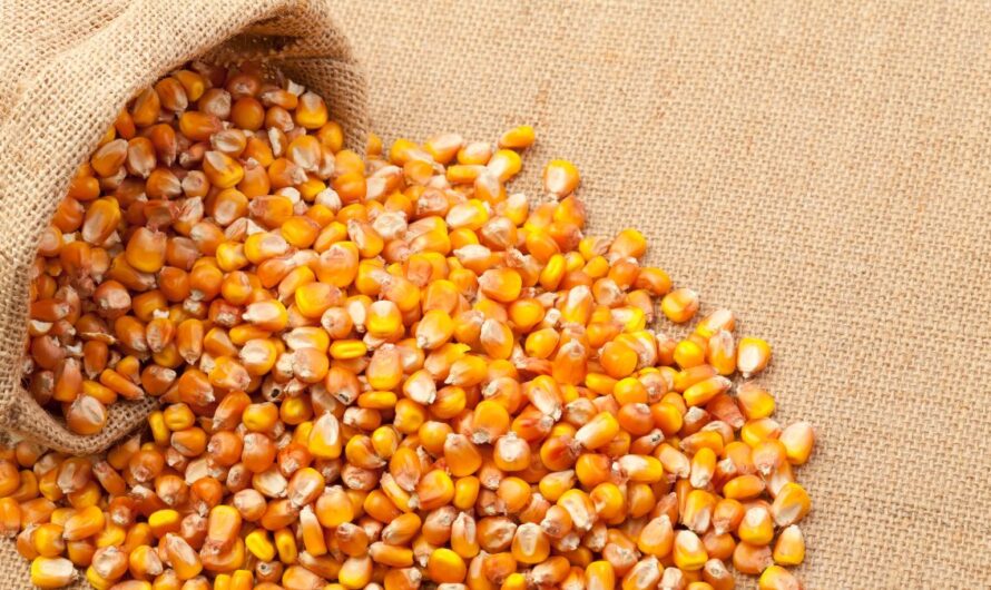 Kukoricaexport: súlyos versenyhátrányban Magyarország