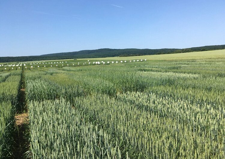 Tovább nő az ökológiai területek aránya