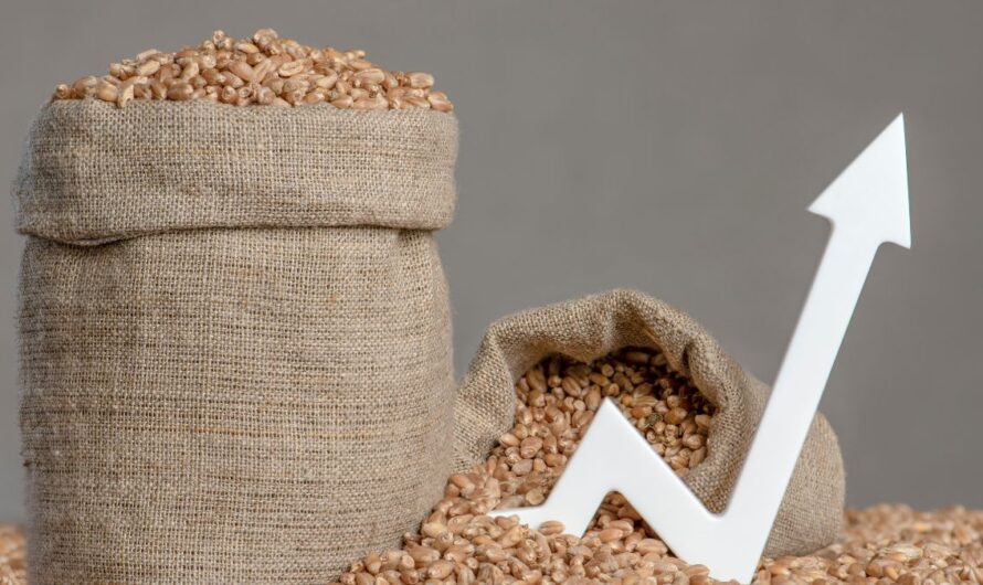 Zárókészletrekord fenyeget – mit hoz a következő búzaszezon?
