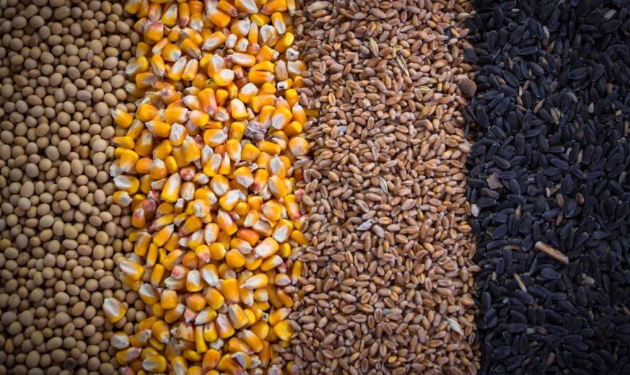 Vitték a magyar vetőmagot, mint a cukrot