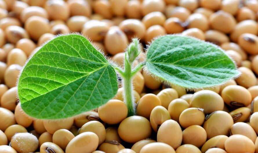 Szent a béke? Újraindul az export, ez az árakra is kihat majd