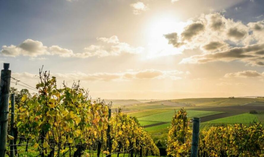 Új EU-intézkedések: erre készüljenek a szőlőtermesztők, borászok
